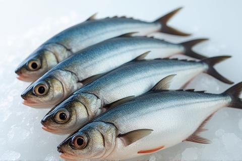 Several fresh horse mackerel (Aji)